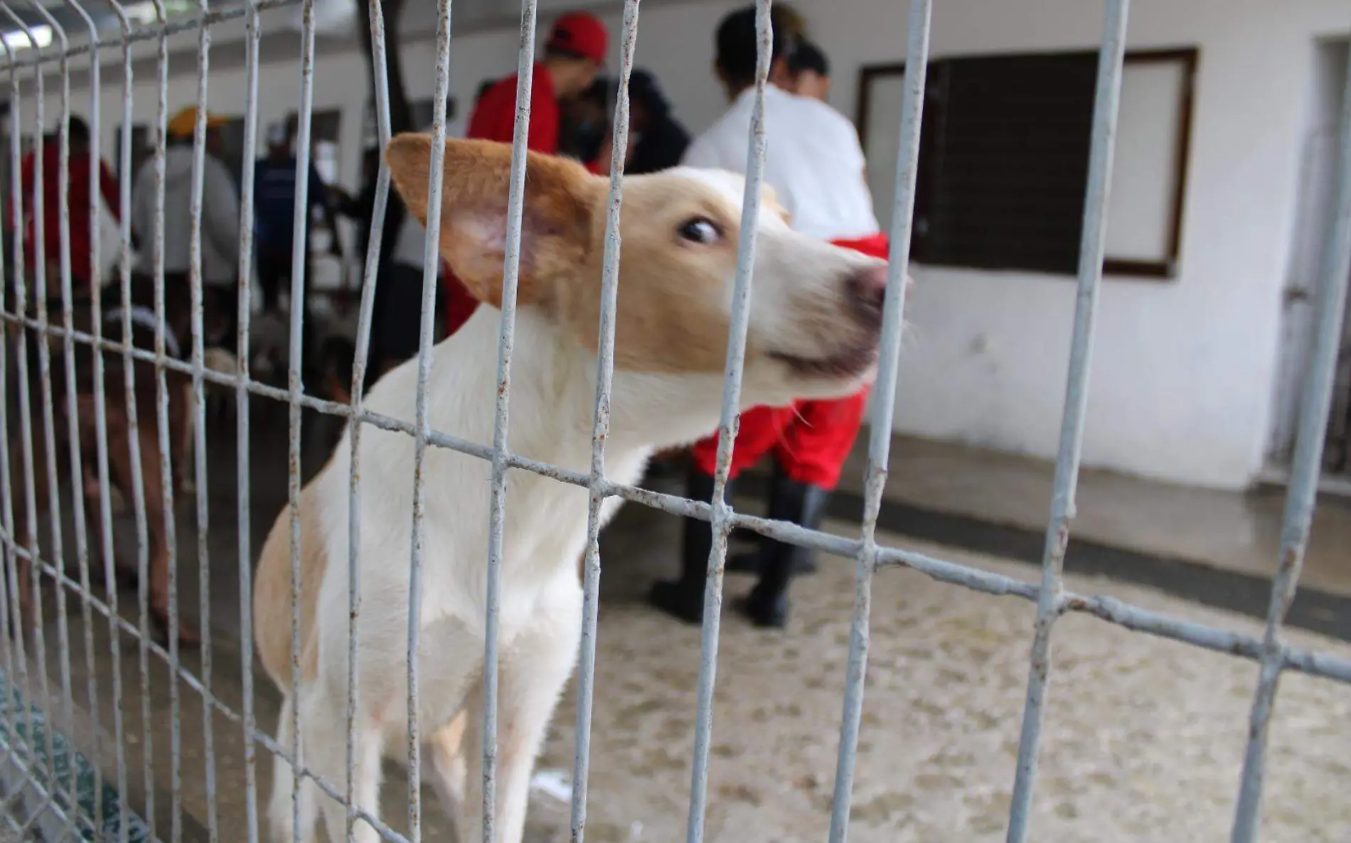 Convocan a adoptar un perro en Altamira 